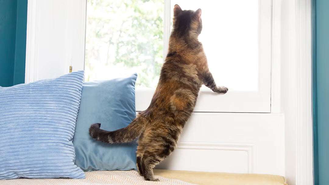 Las Mejores Actividades para Gatos de Interior