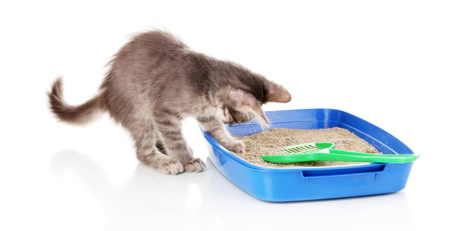 Consejos sobre la Caja de Arena: Lo Básico para que tu Gato Siempre la Use