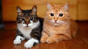 Cómo Presentar Gatos entre Sí