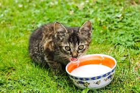 ¿Los Gatos y la Leche? ¿Es Buena o Mala para Ellos?