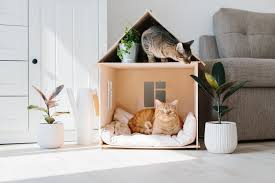 Cómo Acondicionar tu Casa para tu Gato