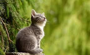 ¿Tu Gato Debe Ser de Interior o Exterior?