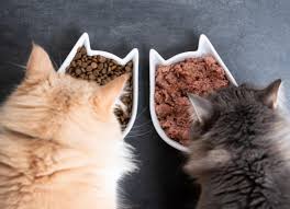 ¿Comida húmeda o seca para gatos? Consejos de alimentación y comportamiento felino