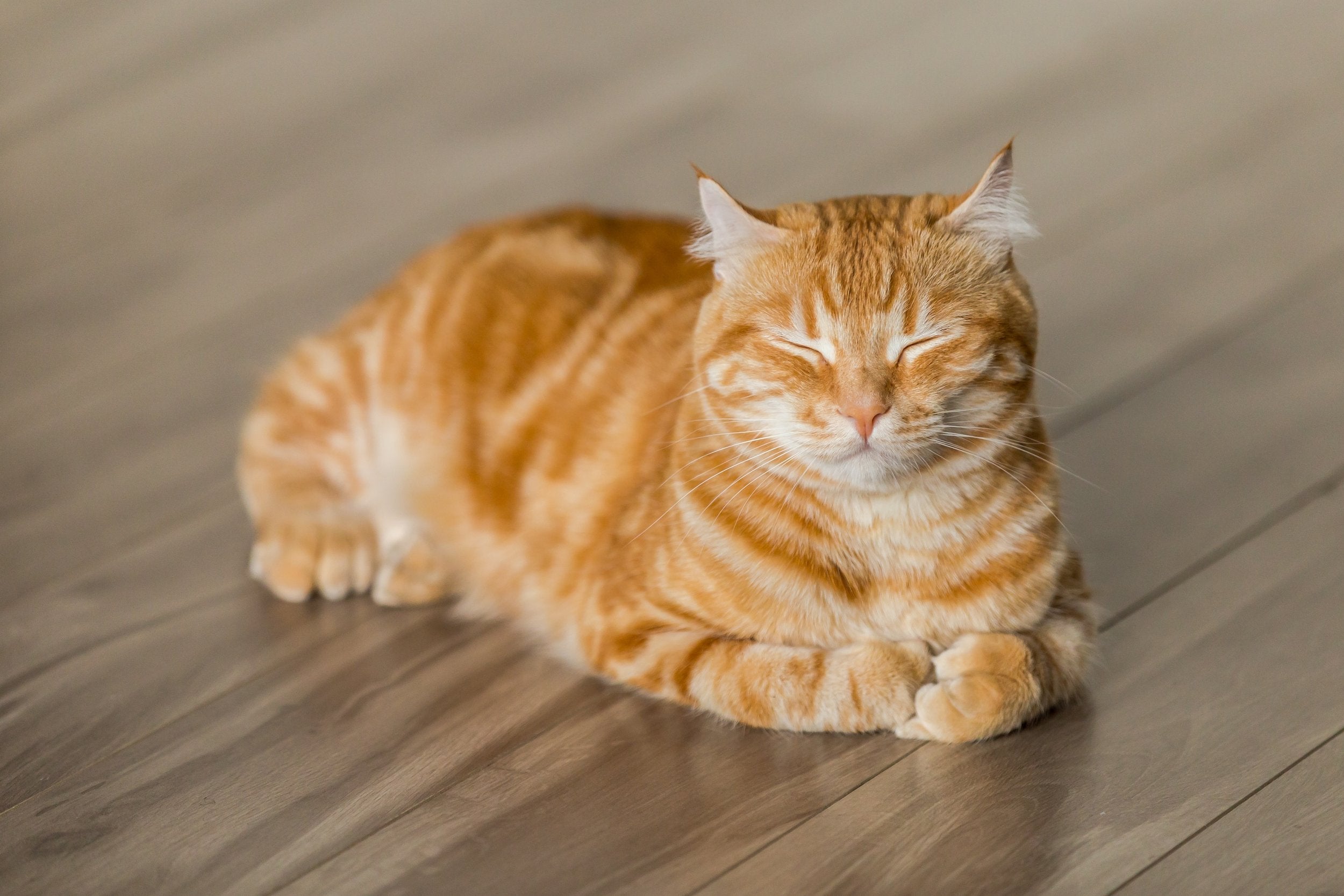 Cómo Quitar la Orina de Gato de Alfombras y Muebles