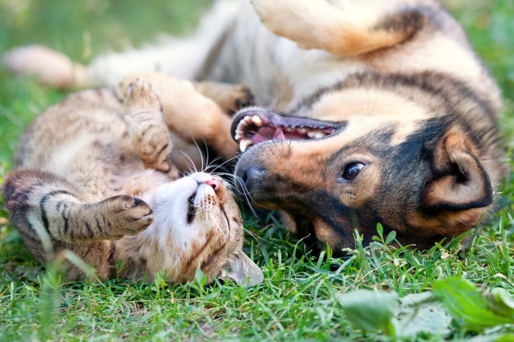 Cómo Presentar Gatos a Perros